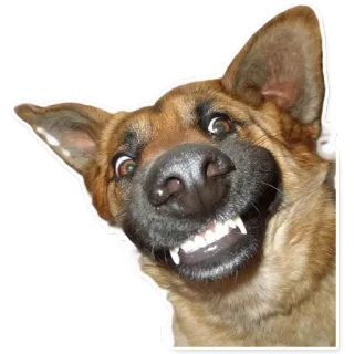 😅 3efff881 Hund, Grinsen, Zähne, Tier, Aufkleber telegram sticker