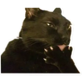 🤔 4a6cb139 Katze, schwarze Katze, lecken, Tier, Haustier telegram sticker