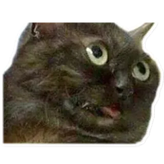 😛 5b781a22 Katze, Tier, Meme, lustig, Haustier, Aufkleber telegram sticker