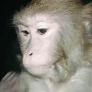 🥫 58745632 aap, dier, mensaap, primaat, wildlife whatsapp sticker