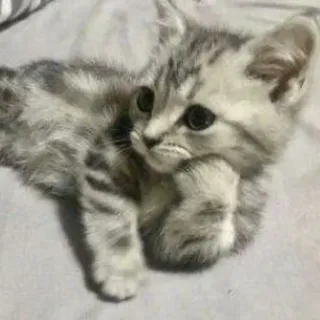 🤔 03eedd13 anak kucing, kucing, hewan, hewan peliharaan, imut, menggemaskan, felin telegram sticker