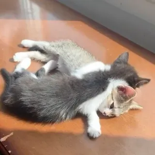 🥺 130d7b47 kucing, anak kucing, hewan, lucu, hewan peliharaan, binatang peliharaan telegram sticker