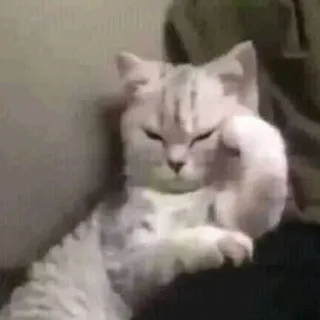 😠 6264a7d6 kucing, berpikir, hewan, peliharaan, meme telegram sticker