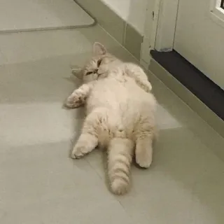 😴 72dac12c kucing, binatang, hewan peliharaan, felin, imut, malas telegram sticker