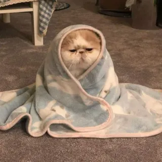 🥱 973369d9 kucing, selimut, imut, hewan peliharaan, hewan, hewan piaraan telegram sticker