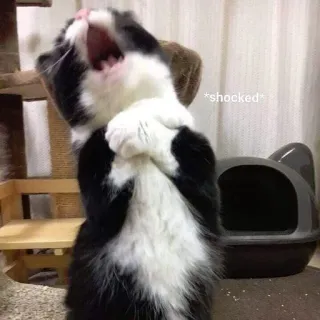 😳 9a0575b3 *shocked* kucing, terkejut, meme, lucu, hewan peliharaan, hewan telegram sticker