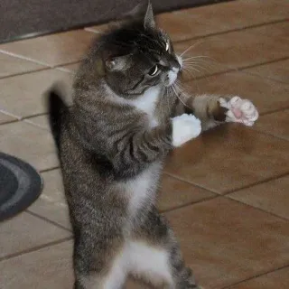 😡 be13753d kucing, hewan, lucu, hewan peliharaan, belang, berdiri telegram sticker