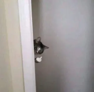 🖕 c17e0dc5 kucing, jari tengah, gestur ofensif, binatang, humor telegram sticker