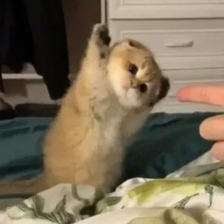 🥺 ceed2b34 kucing, anak kucing, binatang, hewan peliharaan, imut, hewan peliharaan, mamalia telegram sticker