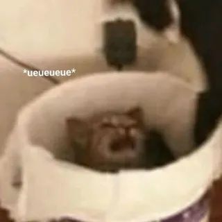 😭 dca6f9f3 *ueueueue* kucing, anak kucing, binatang, meme, lucu, hewan peliharaan telegram sticker