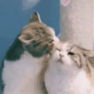 😶 e87b64b7 kucing, berciuman, hewan, hewan peliharaan, lucu, cinta telegram sticker