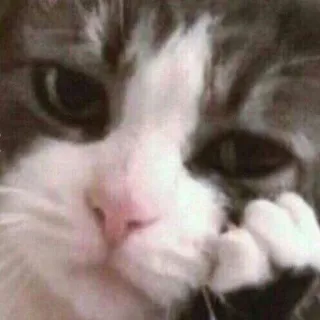 😔 f284fb4e kucing, binatang, hewan peliharaan, imut, domestik, felin telegram sticker