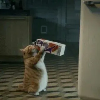 😾 0162d32d kucing, kucing tabby oranye, angkat besi, humor, kulkas, imut, hewan, kucing domestik telegram sticker