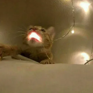 😾 038b2fcb kucing, anak kucing, lampu, hewan, imut telegram sticker