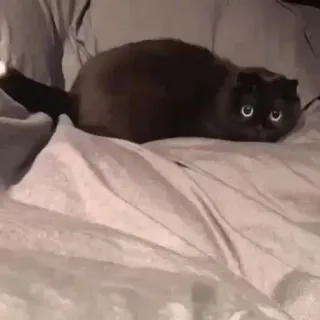 😾 0e2563c0 kucing, hewan, peliharaan, imut, felin telegram sticker