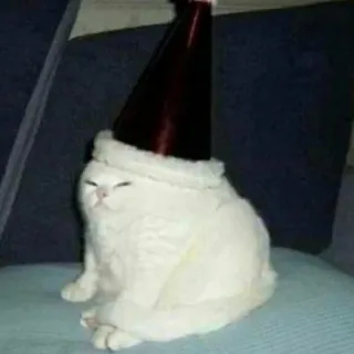 😾 1630336a kucing, hewan peliharaan, binatang, lucu, pesta, kerucut telegram sticker