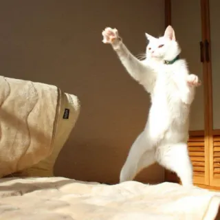 😾 378bae10 kucing, hewan, kucing putih, kucing berdiri, lucu, hewan peliharaan telegram sticker