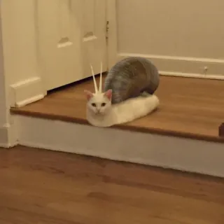 😾 6ef0e0d7 kucing, siput, hibrida, lucu, hewan telegram sticker