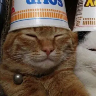 😾 7f332361 kucing, hewan peliharaan, hewan, mie instan gelas, topi, mengantuk telegram sticker