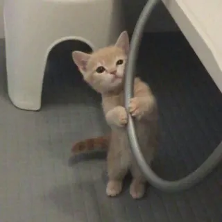 😾 8cd79260 kucing, anak kucing, lucu, hewan, peliharaan, ceria telegram sticker