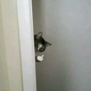 😾 94057740 kucing, jari tengah, gestur ofensif, binatang, lucu, humor telegram sticker