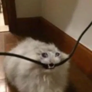 😾 a5f6e316 anjing, anak anjing, kabel, lucu, binatang, hewan peliharaan telegram sticker