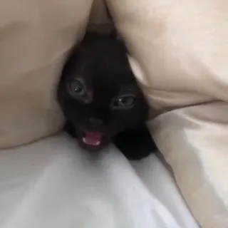 😾 abe9f98e kucing, anak kucing, imut, hewan, hewan peliharaan, selimut, bersembunyi telegram sticker