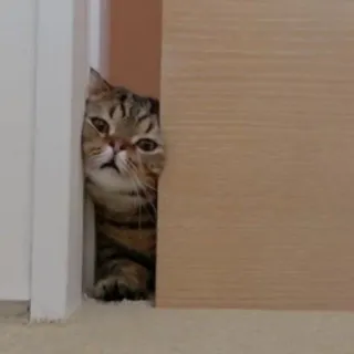 😾 acfa10be kucing, hewan, peliharaan, bersembunyi, lucu, pintu telegram sticker