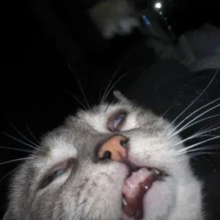 😾 c50d0653 kucing, hewan, kucing domestik, felin, hewan peliharaan telegram sticker