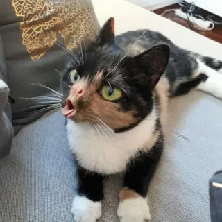 😾 e0486570 kucing, binatang, hewan peliharaan, hewan peliharaan, belang tiga, felin telegram sticker