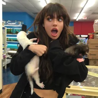 ✨ b5b7f4f5 femme, furet, animaux, animaux de compagnie, intérieur, animalerie telegram sticker