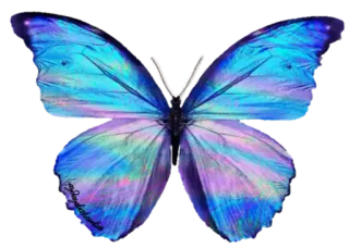 🦋 7762f4cc kupu-kupu, serangga, biru, alam, sayap, hewan telegram sticker