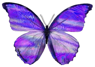 💜 a30658e5 kupu-kupu, ungu, serangga, alam, sayap, berwarna telegram sticker