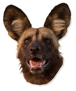 😀 13f15198 animal, chien, chien sauvage, lycaon, mammifère, faune sauvage, oreilles telegram sticker
