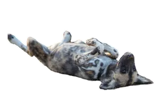 🫗 196e528d chien, animal, mammifère, joueur, animal de compagnie, mignon, animal domestique telegram sticker