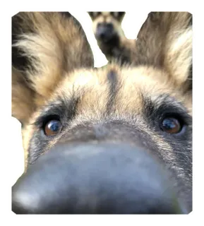 👃 219f74bf chien, berger allemand, animal de compagnie, animal, gros plan, yeux, mignon telegram sticker