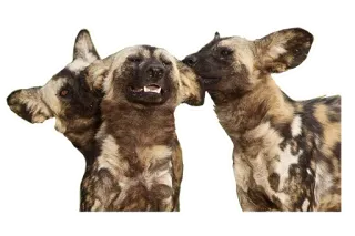 👨‍👩‍👦 297835a0 Chiens sauvages, Lycaons, Animaux, Chiens, Faune sauvage, Chiens peints telegram sticker