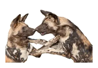 🥊 3f8b5e29 Lycaons, Chiens sauvages africains, Canidés, Espèces menacées, Faune sauvage, Animaux telegram sticker