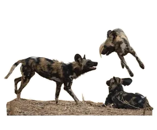 🤾‍♂️ 450b591e Lycaons, Chiens sauvages d'Afrique, Lycaon pictus, Faune sauvage, Animaux, Carnivores telegram sticker