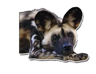🤔 4883c398 animal, chien, chien sauvage, portrait, canin, couché telegram sticker