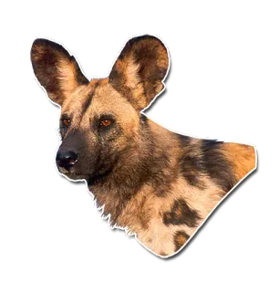 🐺 6123742c Lycaon, Chien sauvage d'Afrique, Faune, Animal, Chien, Mammifère telegram sticker