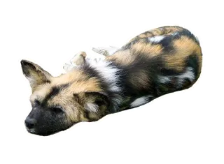 🍞 6db31b94 chien, animal, faune, mammifère, canidé, lycaon telegram sticker