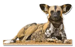 😔 7789d095 Lycaon, Lycaon, Chien, Animal, Faune, Mammifère telegram sticker