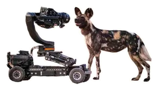 🎥 7def1310 chien, lycaon, appareil photo, véhicule, faune, animal telegram sticker