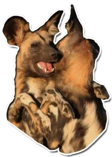 🤗 9b52182a Lycaon, Lycaon, Chien, Animal, Faune, Mammifère, Carnivore, Canidé telegram sticker
