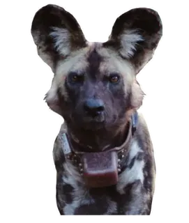 🛰 a134d87c chien, animal, faune, lycaon, loup peint, mammifère telegram sticker