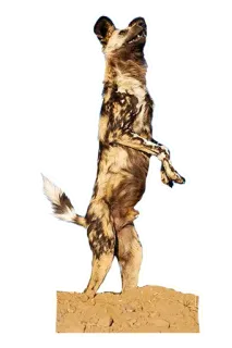 🧍 a42e8e9f Lycaon, Loup peint, Chien debout, Sticker animal, Chien, Faune, Canidé telegram sticker