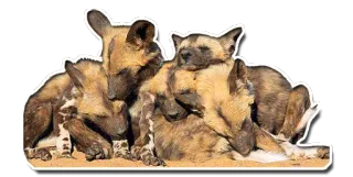 😴 ad3b53dc Lycaons, Chiens sauvages africains, Faune, Animaux, Canidés, Chiens telegram sticker