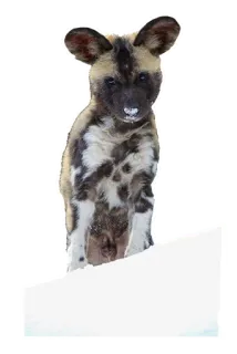 ⛸ b2043a61 chien, chiot, animal, mignon, faune, mammifère telegram sticker