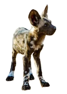 👼 b379bf8e Lycaon, Chien sauvage d'Afrique, Animal, Chien, Faune, Mammifère telegram sticker